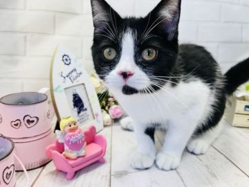 マンチカン(長足)【埼玉県・女の子・2018年3月20日・ブラック&ホワイト】の写真「お目目クリっくりの美人の長足ちゃん♡」