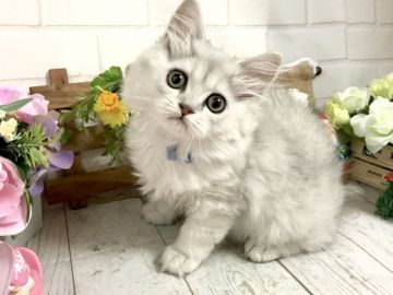 ミヌエット【埼玉県・男の子・2018年9月25日・チンチラシルバー（ロングヘア）】の写真「本日12/5 お昼迄販売終了！更に1万円引き可！」