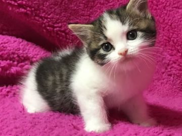 マンチカン(長足)【埼玉県・男の子・2018年2月7日・ブラウンタビー&ホワイト（中毛）】の写真「白が多めの可愛い長足の男の子くんパパWチャンピオン」