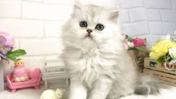 ペルシャ(チンチラ)【埼玉県・女の子・2019年1月7日・チンチラシルバー（長毛）】の写真「とにかく可愛いプリティガール❤️」