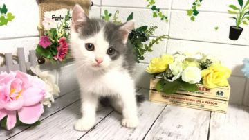 マンチカン【埼玉県・男の子・2020年5月17日・ブルータビー&ホワイト】の写真「とても可愛い長足くん♡」