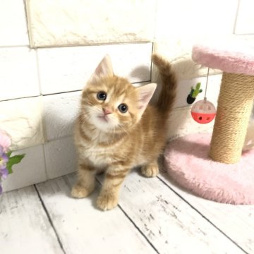 マンチカン(長足)【埼玉県・女の子・2024年9月8日・レッドタビー】の写真「お目目バッチリな可愛い長足ちゃん」