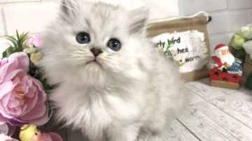 ペルシャ(チンチラ)【埼玉県・男の子・2018年9月20日・チンチラシルバー（ロングコート）】の写真「パパ・ママチャンピオン猫☆11/28迄の販売です」