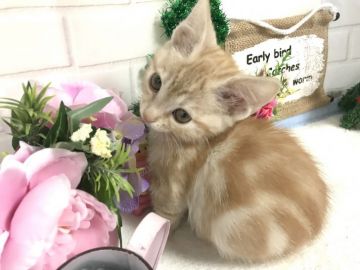 マンチカン(短足)【埼玉県・女の子・2018年11月15日・クリームタビー】の写真「おっとり大人しい短足ちゃん1/15迄で販売終了です」