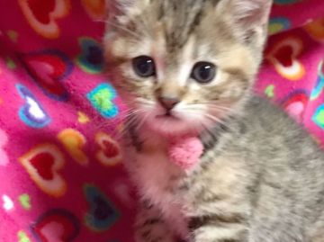 マンチカン【埼玉県・女の子・2017年2月12日・ブラウンタビー（短毛）】の写真「お顔がはっきりしていて可愛い女の子D」