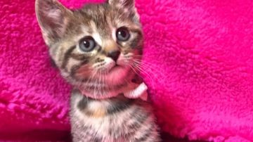 マンチカン【埼玉県・女の子・2017年12月8日・ブラウンパッチドタビー】の写真「コロコロ可愛い長足ちゃん」