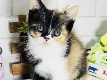 マンチカン(長足)【埼玉県・女の子・2018年3月20日・キャリコ】の写真「お目目ぱっちり可愛いキャリコ長足ちゃん」