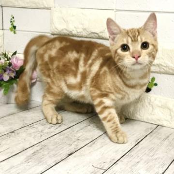 マンチカン【埼玉県・男の子・2022年3月19日・レッドタビー】の写真「とにかく人懐こくて性格抜群♡可愛い長足くん」