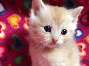 マンチカン【埼玉県・男の子・2017年2月15日・クリームタビー（短毛）】の写真「まん丸顔の可愛いクリームくんK」