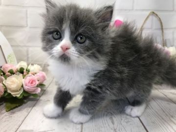 ミヌエット【埼玉県・女の子・2018年6月24日・ブルー&ホワイト（長毛）】の写真「人気のハチワレ可愛子ちゃん」