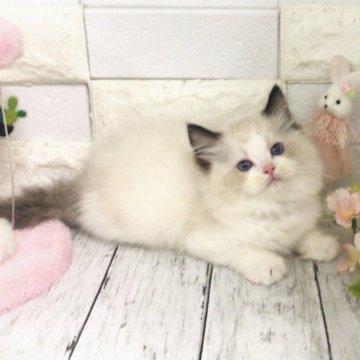 ラグドール【埼玉県・女の子・2024年5月14日・シールポイントバイカラー（ロング）】の写真「両親外産毛量質ワンランク上🩷両親遺伝子クリア🧬」