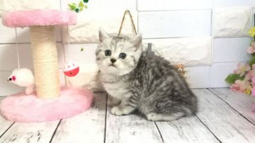 ミヌエット【埼玉県・女の子・2020年9月30日・チンチラシルバー】の写真「1人っ子でママの愛情たっぷりムチムチボディの可愛い」