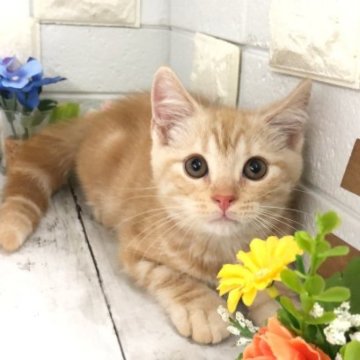 マンチカン(長足)【埼玉県・男の子・2023年5月7日・クリームタビー】の写真「とても美形なお顔の可愛い長足くん♡」