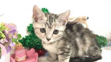 マンチカン(短足)【埼玉県・女の子・2018年11月15日・シルバーパッチドタビー】の写真「とても人懐こくて可愛い短足ちゃん1/15迄で販売終」