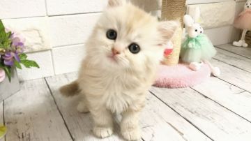 マンチカン【埼玉県・女の子・2022年2月18日・クリームタビー（セミロング）】の写真「ふわふわモコモコめちゃくちゃ可愛い長足ちゃん」