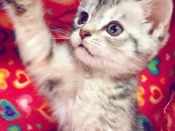 マンチカン【埼玉県・女の子・2017年5月1日・シルバーパッチドタビー（短毛）】の写真「可愛い人懐こい足長ちゃん」