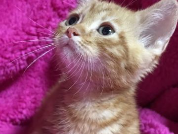 マンチカン【埼玉県・男の子・2017年6月11日・レッドタビー（短毛）】の写真「可愛い人懐こい短足くん※掲載8/9まで」