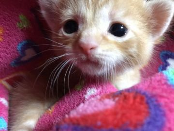 マンチカン【埼玉県・男の子・2017年2月16日・レッドタビー（短毛）】の写真「まだヨチヨチで幼さが残ってます Mon」