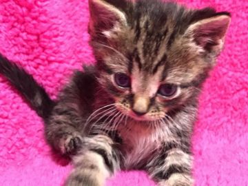 マンチカン(長足)【埼玉県・男の子・2018年1月3日・ブラウンタビー】の写真「可愛い長足君☆パパWチャンピオン」