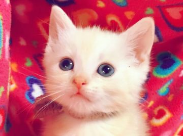 マンチカン【埼玉県・男の子・2017年5月6日・クリームタビー（短毛）】の写真「可愛い中足くん6/28迄掲載☆」