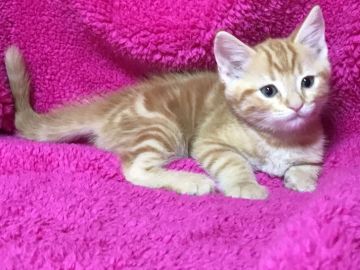 マンチカン【埼玉県・男の子・2017年9月30日・レッドタビー】の写真「人懐こい可愛い長足君」