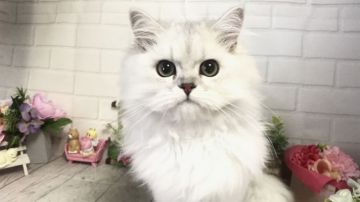 ペルシャ(チンチラ)【埼玉県・女の子・2019年2月18日・チンチラシルバー（長毛）】の写真「パパ・ママ共にチャンピオン(両親PKDクリア◎)」