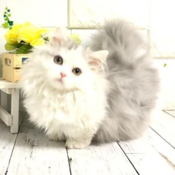 ミヌエット【埼玉県・男の子・2022年8月14日・ブルー&ホワイト（ロング）】の写真「両親遺伝子検査クリアのとても可愛い短足くん」