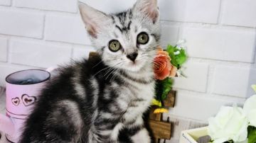 マンチカン(長足)【埼玉県・男の子・2018年3月19日・シルバータビー】の写真「性格活発で可愛い長足くん」