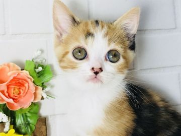 マンチカン(長足)【埼玉県・女の子・2018年5月1日・キャリコ】の写真「可愛いキャリコの長足ちゃん♡キャンペー中です！」