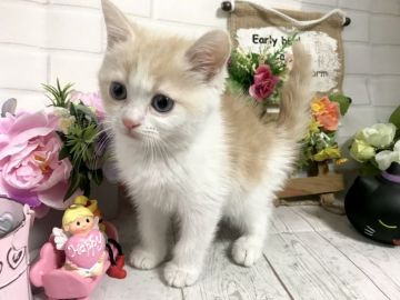 マンチカン(長足)【埼玉県・男の子・2018年9月4日・クリームタビー&ホワイト】の写真「間も無く販売終了です！本日12時までの販売です」