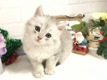 ミヌエット【埼玉県・男の子・2018年10月30日・チンチラシルバー（ロングコート）】の写真「まん丸お顔の可愛い長足くん12/27迄の販売です！」