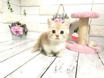 マンチカン【埼玉県・男の子・2021年9月10日・クリームタビー&ホワイト】の写真「ムチムチでまん丸お顔がめちゃくちゃ可愛い短足くん」