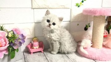 ペルシャ(チンチラ)【埼玉県・男の子・2021年3月8日・チンチラシルバー（ロングコート）】の写真「ゴールデンウィークセール★両親遺伝子クリア◎」