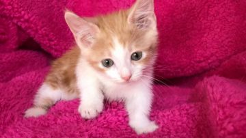 マンチカン【埼玉県・男の子・2017年9月13日・レッド&ホワイト】の写真「性格の良い子をお探しの方必見！可愛い短足君❤️」