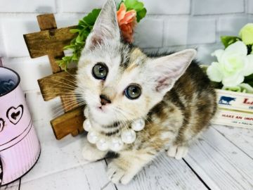 マンチカン(長足)【埼玉県・女の子・2018年3月19日・シルバーパッチドタビー】の写真「人懐こい性格も可愛い長足ちゃん♡」