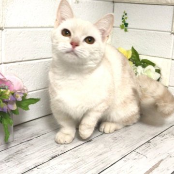 マンチカン【埼玉県・女の子・2023年5月26日・クリームタビー】の写真「性格甘えん坊❤️まん丸お顔も可愛い極短足ちゃん」