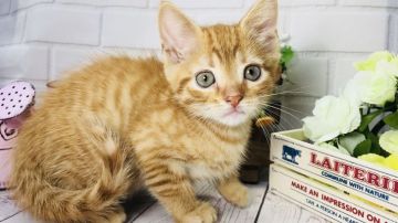 マンチカン(長足)【埼玉県・男の子・2018年3月19日・レッドタビー】の写真「人懐こくて可愛いです！人気のレッドタビー長足くん」