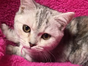 ミヌエット【埼玉県・女の子・2017年11月11日・シェーデットトーティシェル】の写真「可愛い足短の女の子ちゃん♡」