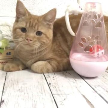 マンチカン【埼玉県・女の子・2022年4月14日・レッドタビー】の写真「性格甘えん坊で遊ぶの大好き❤」