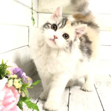 マンチカン(長足)【埼玉県・女の子・2022年8月6日・キャリコ】の写真「綺麗な柄の美人な長足ちゃん♡」