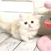 ミヌエット(短足)【埼玉県・女の子・2024年8月26日・シェルクリーム】の写真1「タレ目ちゃんがたまらなく可愛い🩷」