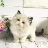 ラグドール【埼玉県・女の子・2024年10月15日・シールポイントバイカラー】の写真1「子猫ID:2405-00557はこの両親から前回生まれた猫ちゃんにです。仕上がりの参考にしてください」