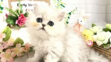 埼玉県のペルシャ チンチラ のブリーダーを探す みんなの子猫ブリーダー