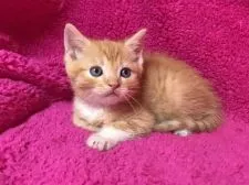 マンチカン(長足)【埼玉県・男の子・2018年1月17日・レッドタビー&ホワイト】の写真2