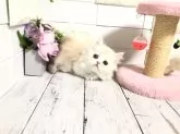 ミヌエット(短足)【埼玉県・女の子・2024年8月26日・シェルクリーム】の写真2「動きもめっちゃ可愛い🩷」