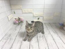 マンチカン【・女の子・2025年2月17日・ブラウンパッチドタビー】