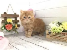 ペルシャ【埼玉県・男の子・2021年3月14日・レッドタビー】の写真2