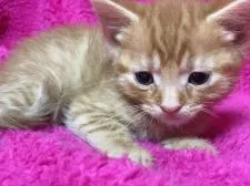 マンチカン(長足)【埼玉県・男の子・2017年12月20日・レッドタビー】の写真2「少しまだお顔が幼いです」