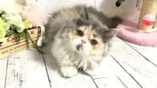 ペルシャ【埼玉県・女の子・2022年3月24日・ダイリュートキャリコ】の写真3