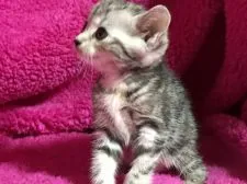 マンチカン【埼玉県・女の子・2017年6月21日・シルバーパッチドタビー】の写真3